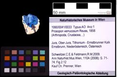 Foto (Objekt + Etiketten) von Prosopon verrucosum (Reuss, 1858) (NHMW-GEO-1990-0041-0033)